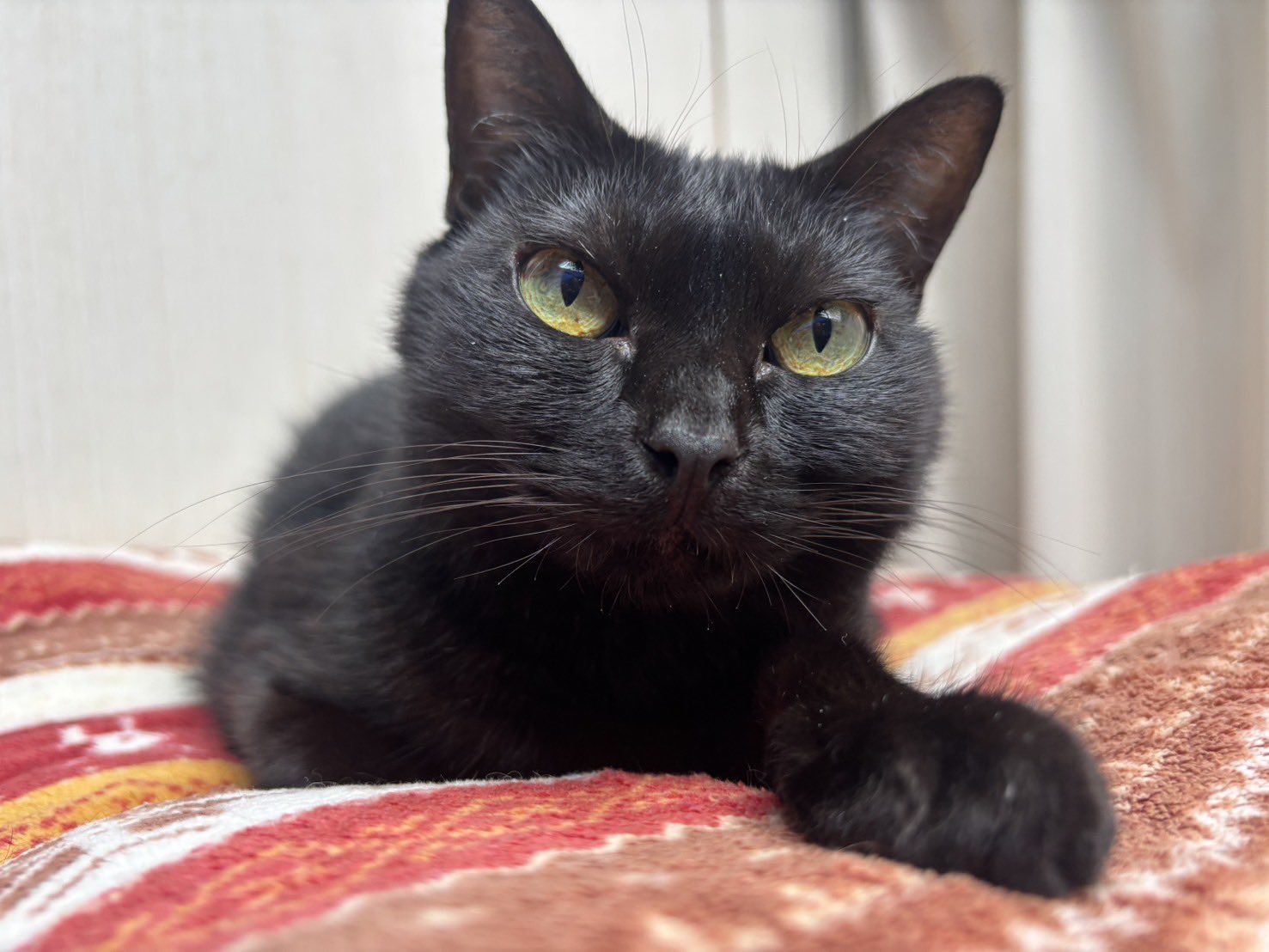 黒猫　写真のLとJ 黒猫のいと on X: 