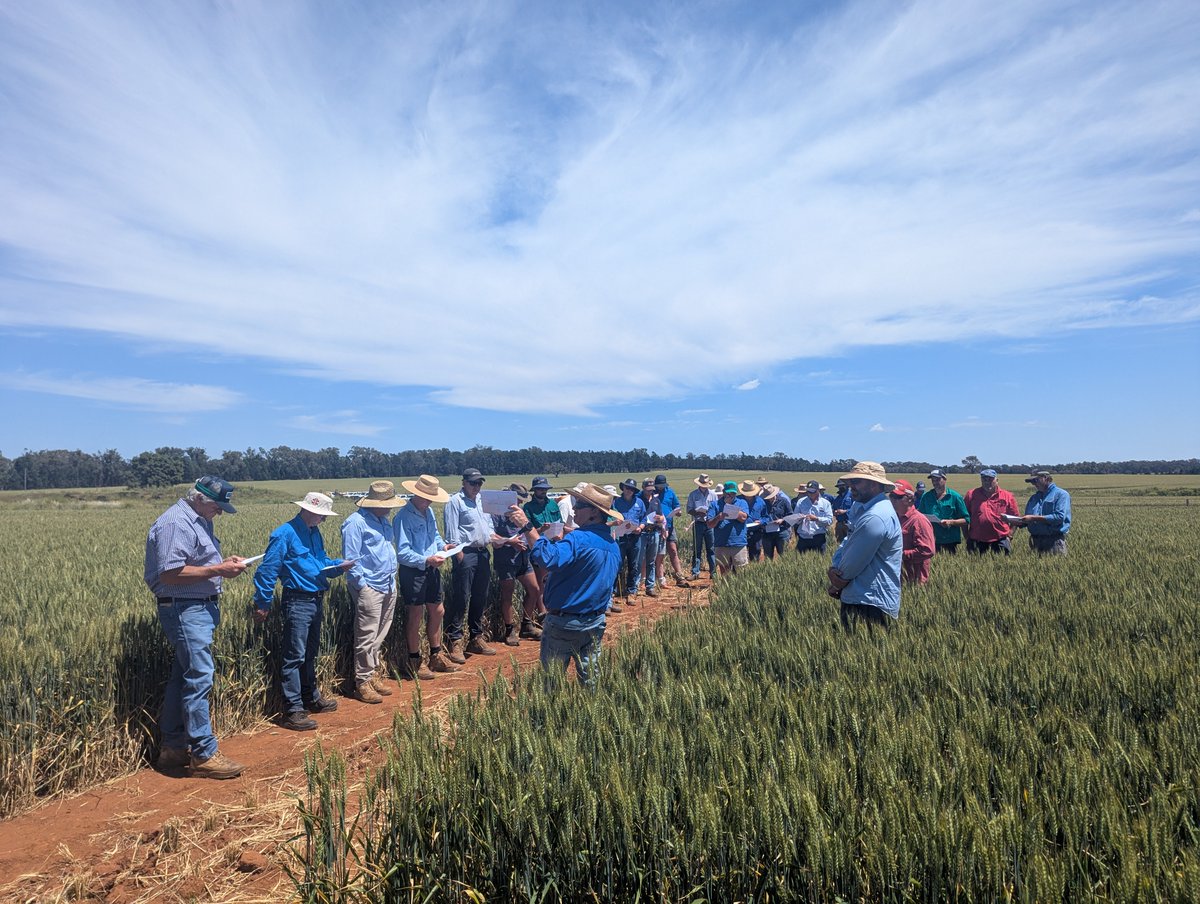 Great turn out for the LLS GOA DPI Wellington/Wongarbon Spring Field Day! A lot of good discussion around nitrogen management as part of the GRDC RiskWi$e project. <a href="/GRDCNorth/">GRDC North</a> <a href="/gsandral/">Graeme Sandral</a> <a href="/NSW_AGRONOMY/">NSW Agronomy</a> <a href="/MaurieStreet/">Mauriestreet</a>