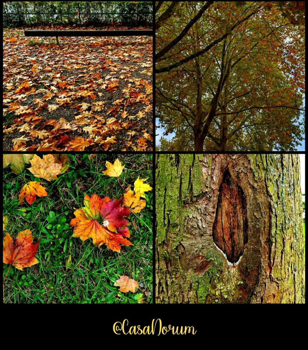casanorum's tweet photo. #autumndays #fallvibes #leavesturning #tree_magic #naturelover https://t.co/xyHoi8YP2j