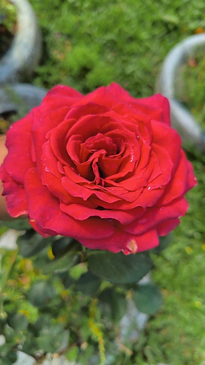 MathiasMat1825's tweet photo. Uma linda rosa 🌹 https://t.co/KMyrQM6DQW