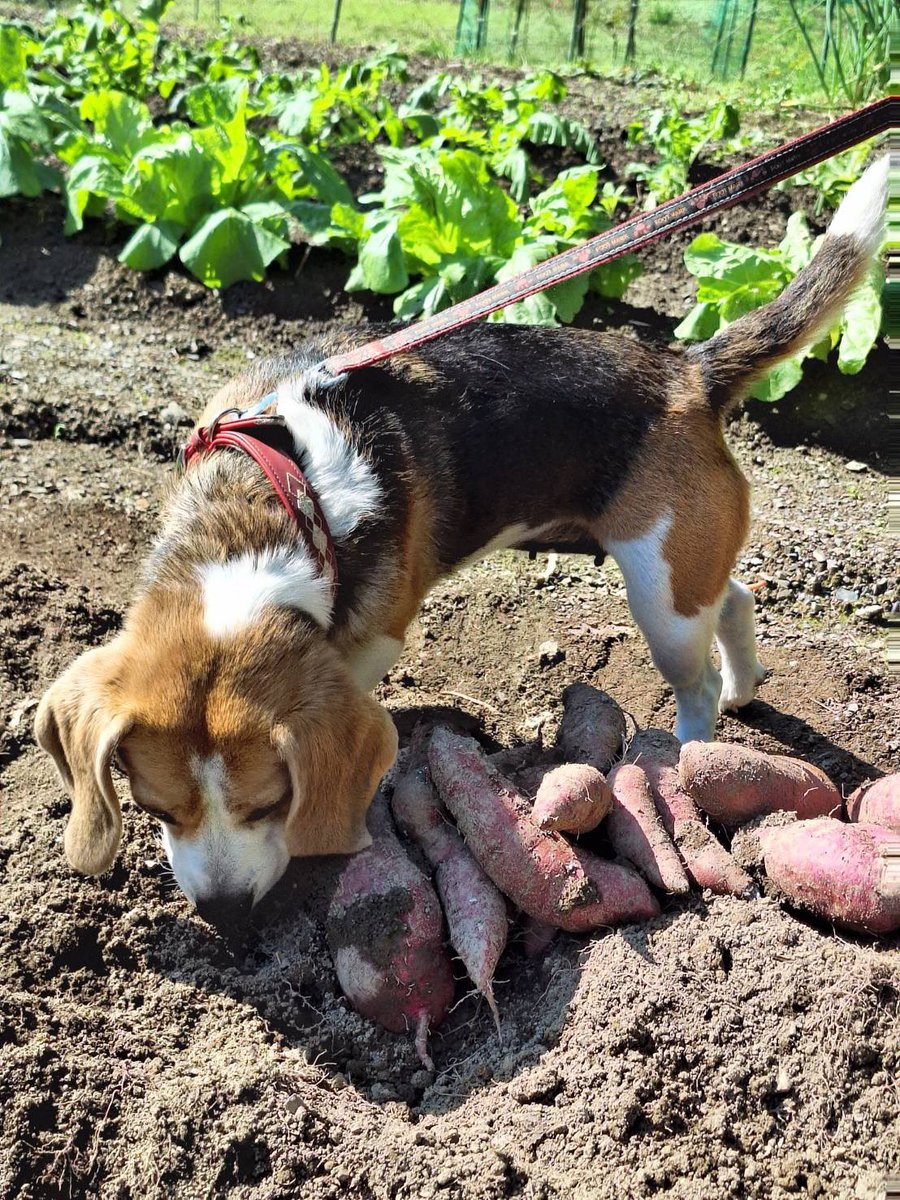 あたちの畑で今年もたくさんのおいもしゃん🍠がとれました🐶
皆さんいかがですか？