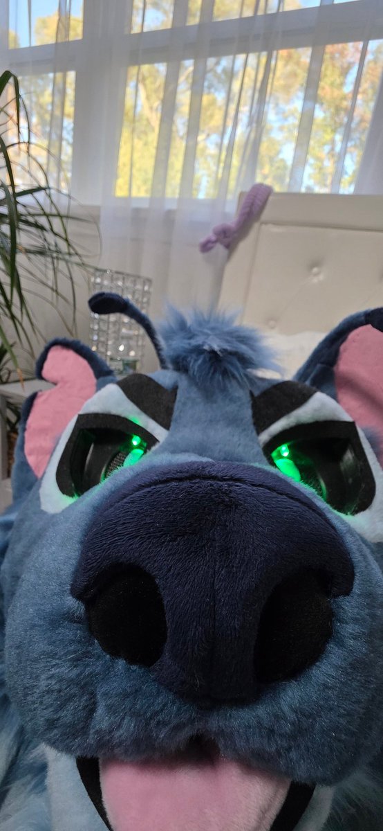 Thank you so much for all the interest and sharing! The boy has found a home 💓 <a href="/TheCoralReef_/">Coral</a>