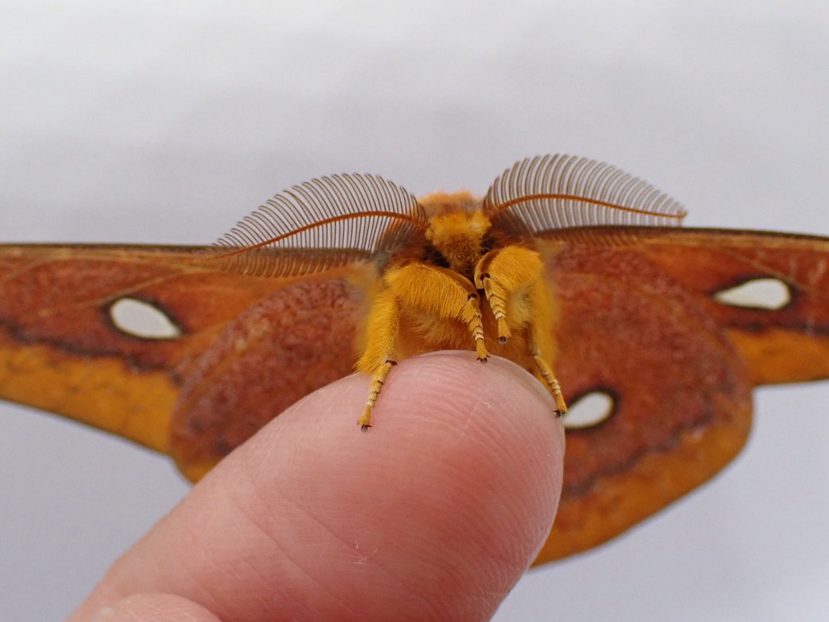 ウスタビガ羽化！
かわいいよー🤤

４月26日　2齢で発見
４月28日　3齢
５月５日　4齢
５月16日　5齢
10月16日　羽化

#ウスタビガ