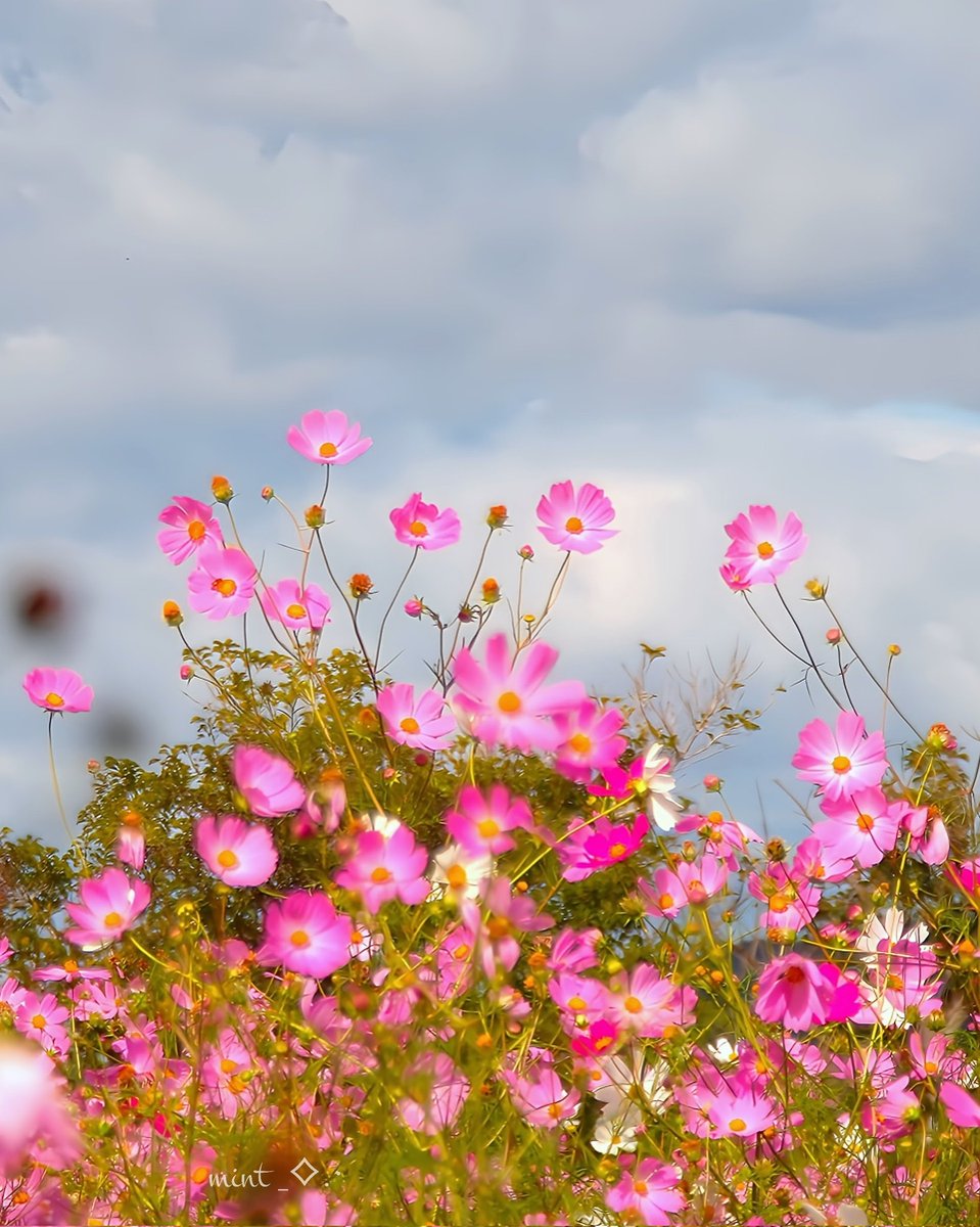 .˖☽

　　　　記念写真 ⸝꙳.˖
　　｢みんな こっち向いて｣

　　　　　　　  　|•,,)♡ｵﾊﾖ 📷