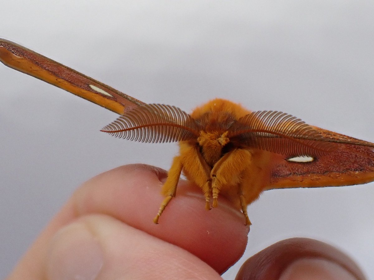 のぶちん アイズフロンティア I'Z FRONTIER ダウンジャケット 9870｜防寒