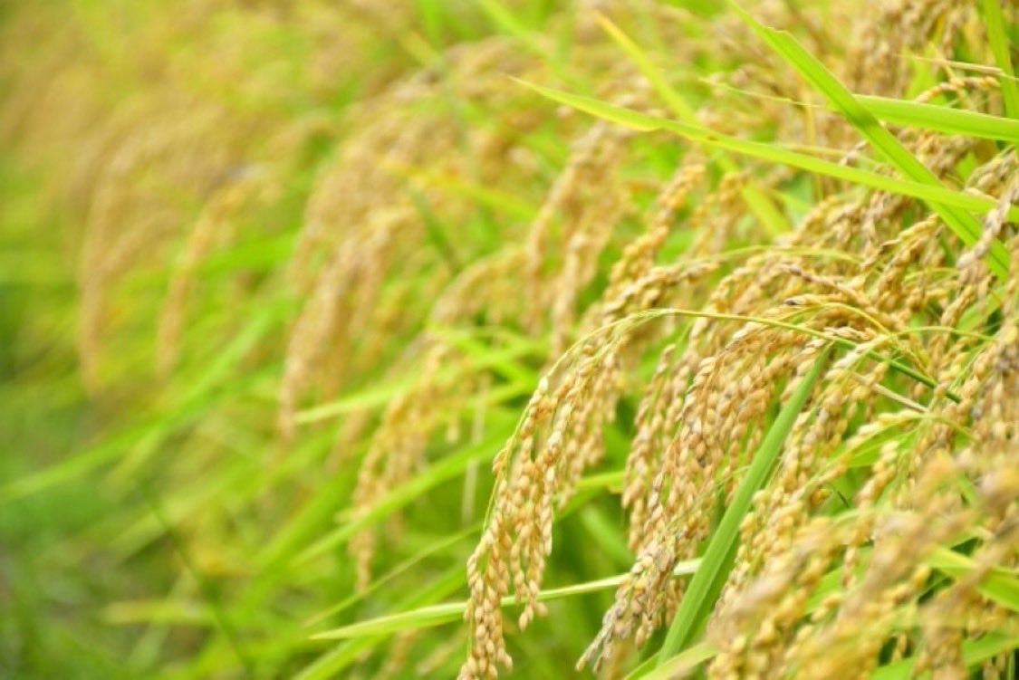 MonetizeFarm's tweet photo. ▶︎10月17日は神嘗祭(かんなめさい)
穀物が豊かに実る「五穀豊穣」の感謝祭です🌾
11月の新嘗祭(にいなめさい)が、全国の神社で行われるのに対し、神嘗祭は、主に伊勢神宮で執り行われる感謝祭だそうです📝
#whatday https://t.co/X477EkmJZs