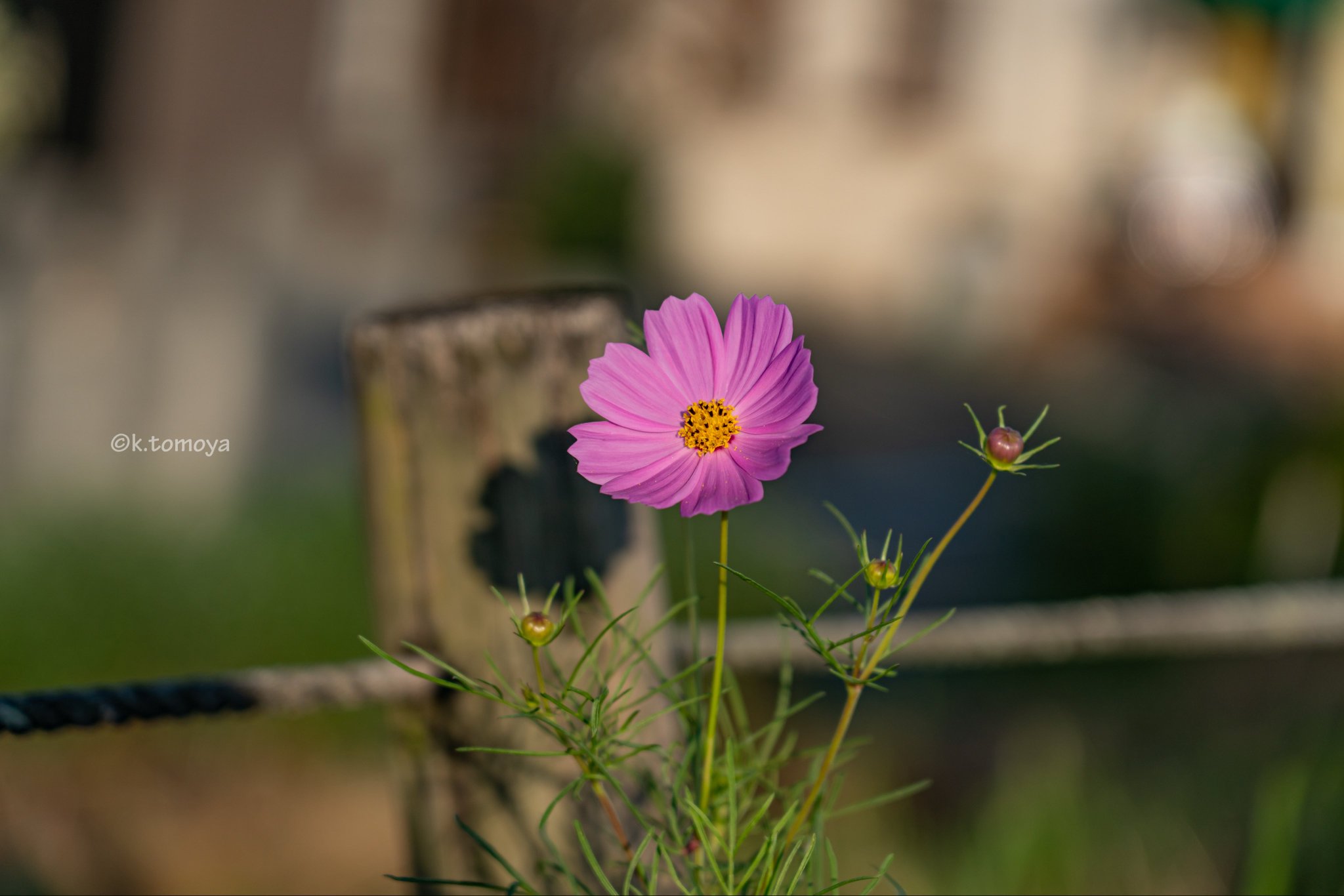 ✨コスモス様3点おまとめ✨ありがとうございます♡ 🌸 field of cosmos 🐿from my camera roll📸 superb_flowers