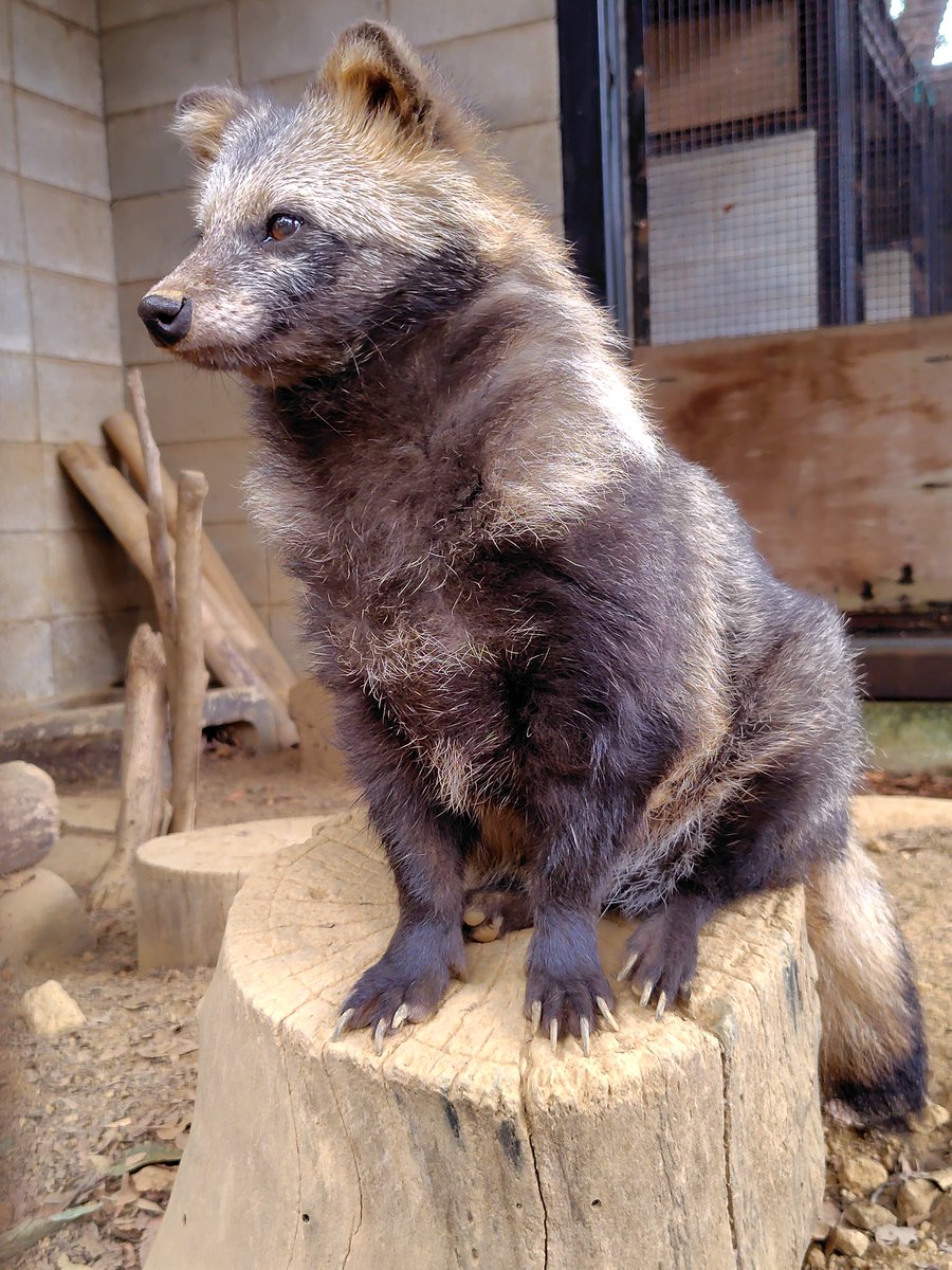 たぬき もっち狸 on X: