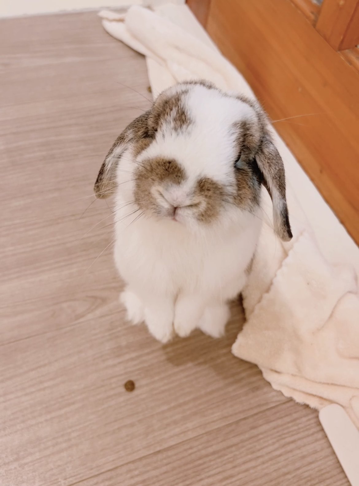 うさぎのうさじ on X: 