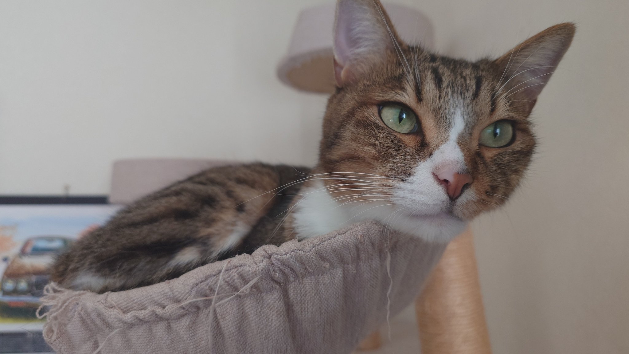 猫さん Catzilla 2.0 - Original Design Official Resin Statue - JXK