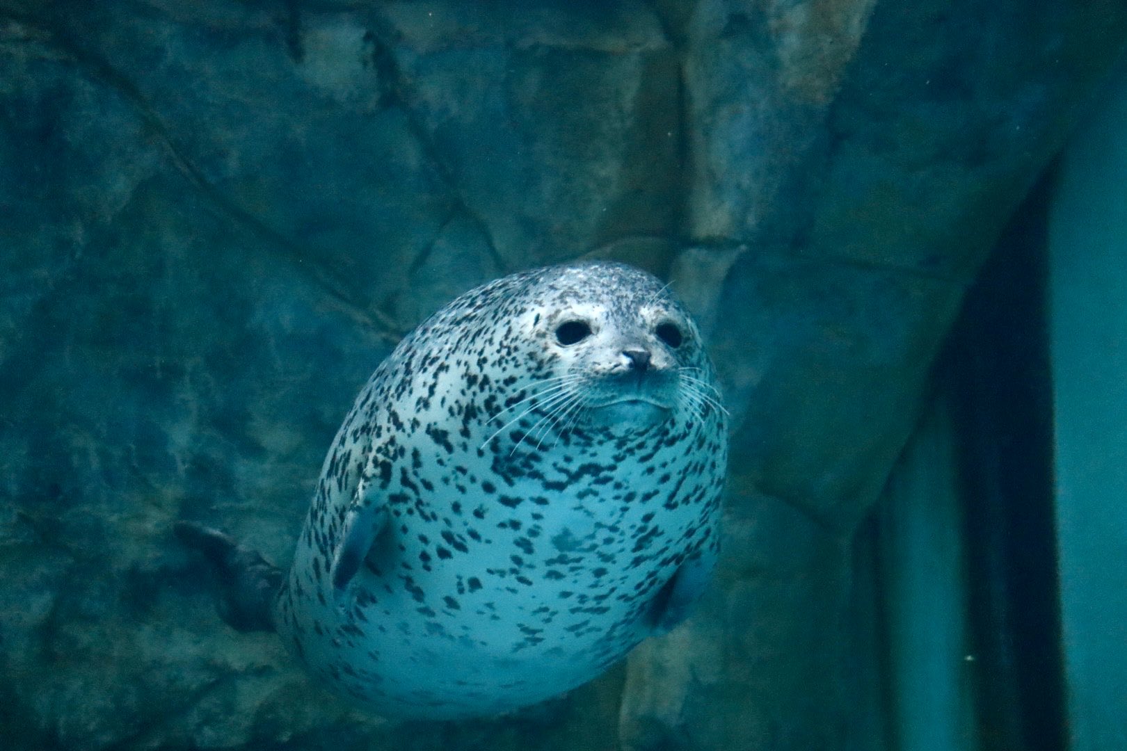 レア　ギャベ('96仏/イラン)　モフセン・ アフマルバフ レア ギャベ('96仏/イラン) モフセン・ アフマルバフ - メルカリ