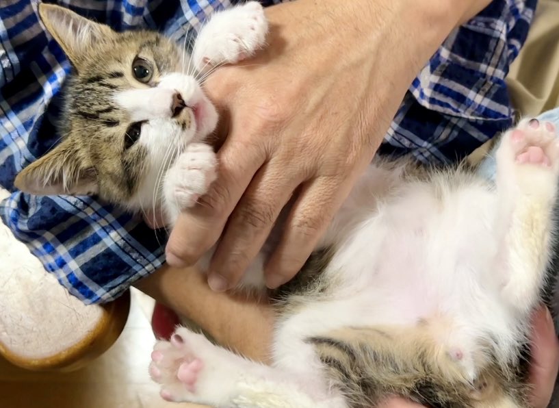 爪切りしてお風呂入って新しい子ねこの名前が決まりました！ youtu.be/BTB0Je7qmYI?si… <a href="/YouTube/">YouTube</a>より