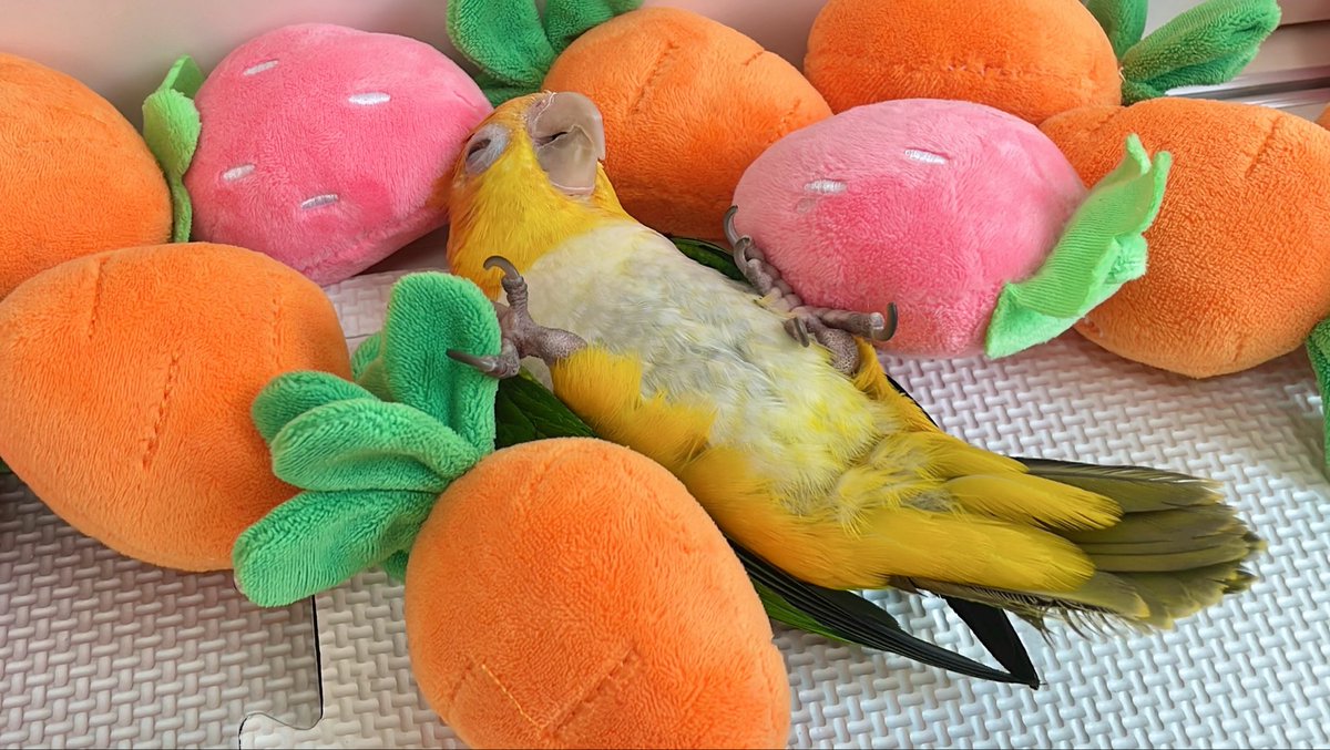 𓅫インコと暮らすあんず 𓅫𓅫 ⁎⁎ on X