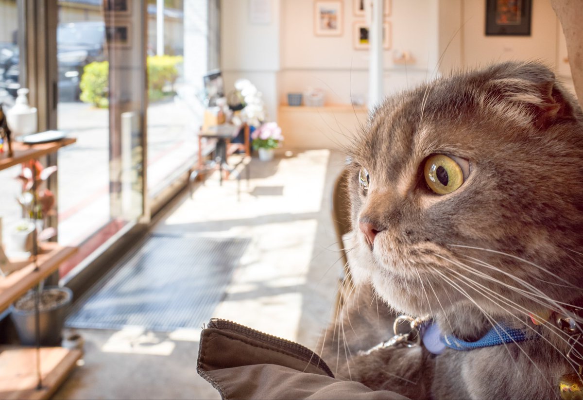 よしよし 🍤 (@yoshi228yoshi) / Posts / X