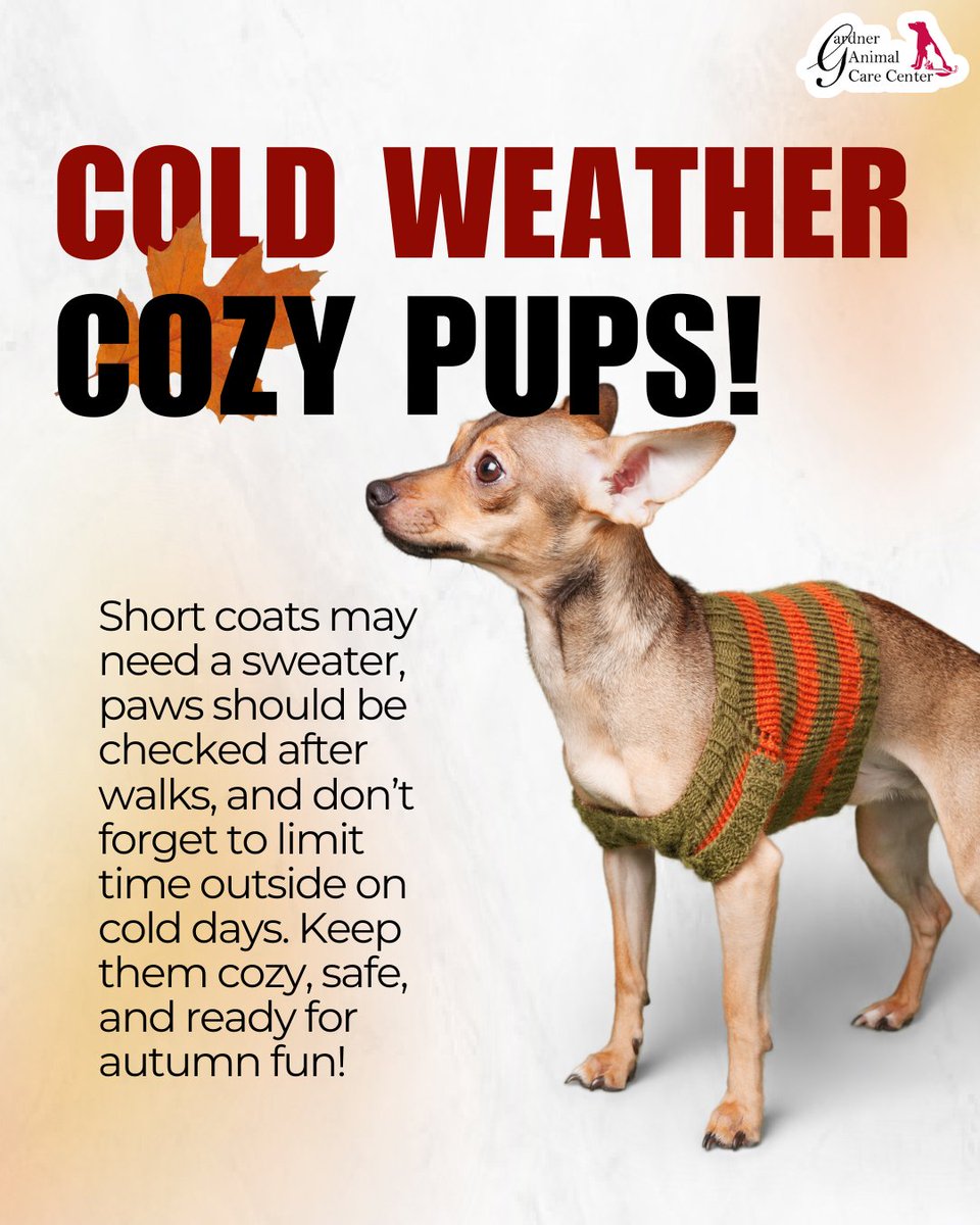 GACCVet's tweet image. As the temps drop, keep your dog safe and snug this fall! 🧣🐶 Short-haired pups may need sweaters, paws need protection from chilly ground, and always keep outdoor time in check.

#ColdWeatherPets #CozyPup #FallPetCare #HealthyDogs #PetWellness #NationalPetWellnessMonth