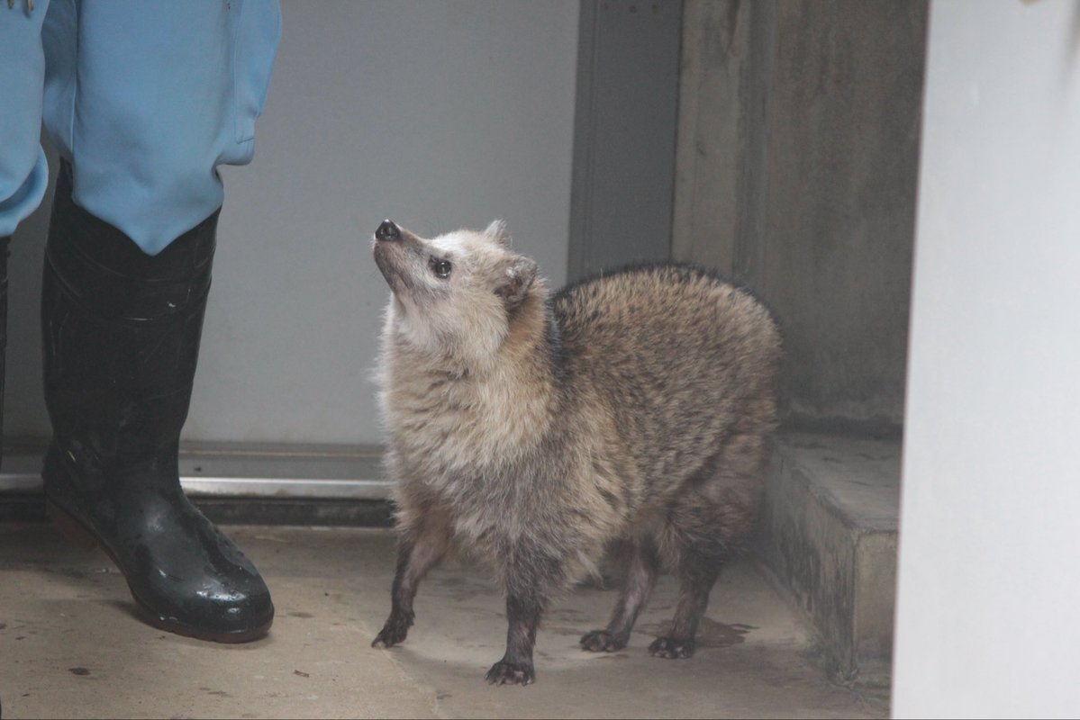 mochihachi_zawa's tweet image. ウキウキステップの #たぬ金曜日
おはようたぬき🐾
#ホンドタヌキ #ムク 🌈 #市川市動植物園
2023.7.15