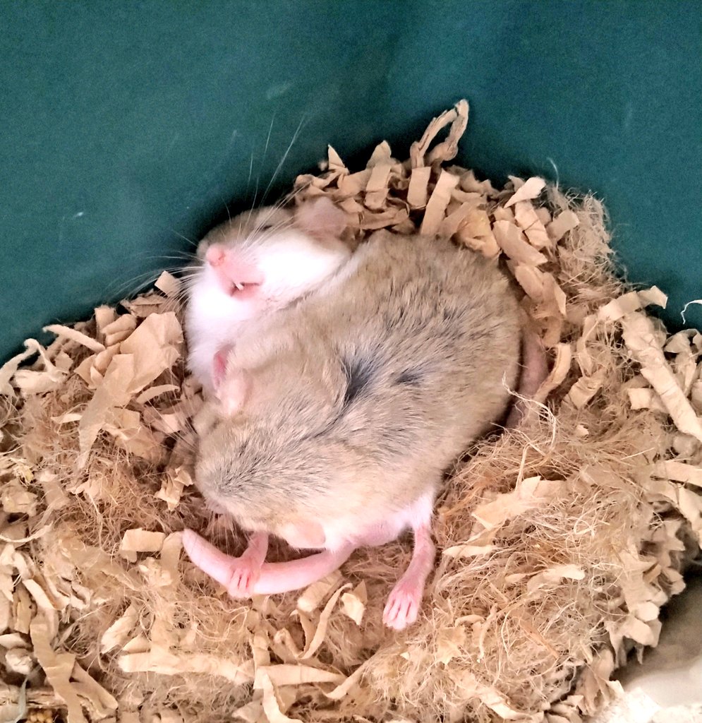 朝は眠い。