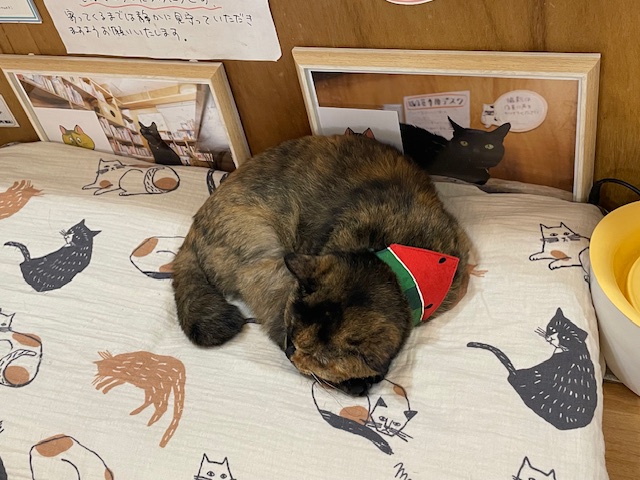 や、どうも。
キャツミャウブクスさん『パレスチナと猫』しゃしんてんに、おじいちゃんがいってきたって。
安田さん、高橋さん、佐藤さんのうつくしいしゃしんのほかに、おさんかたの本やしゃしん集、カレンダなどもあったって。
てんいんちゃんはねていたよ。
26日までです。ぜひおでかけください。
