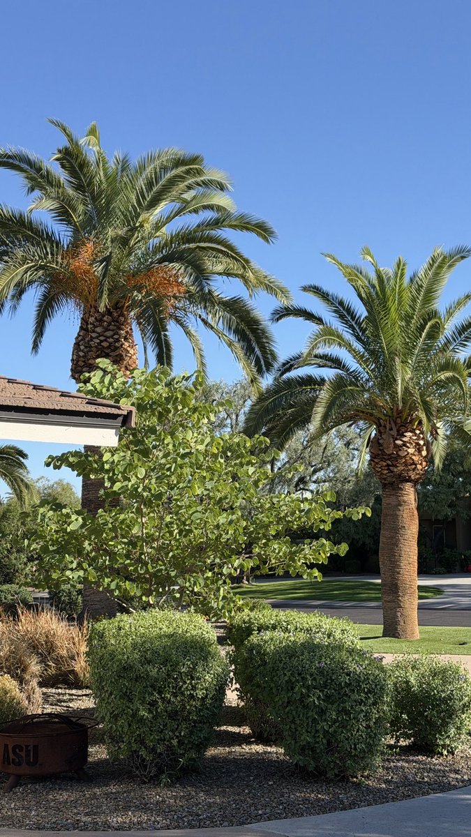 Reza Jafari tweet media