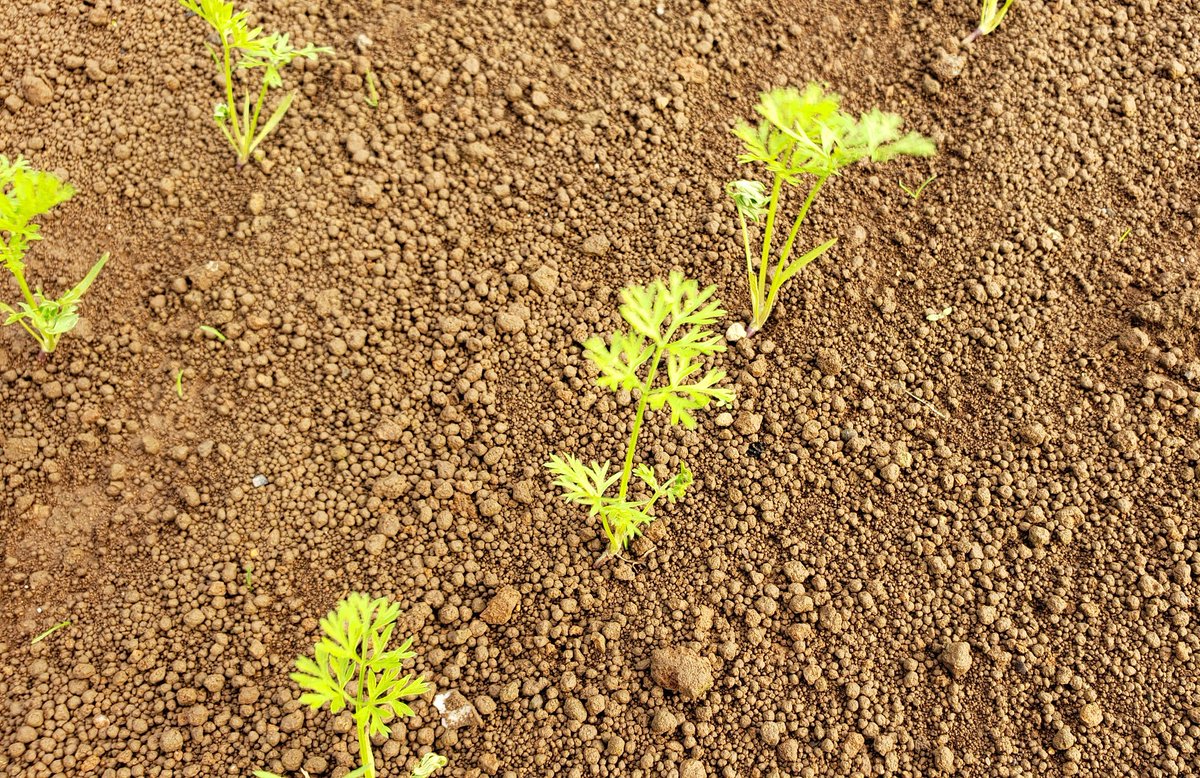 おはようございます🌞
農園で植えた人参の芽が出てきました🥕皆さん人参の赤ちゃん可愛くないですか💛

小さくてもしっかり人参の葉の形をしてます🌱このくらい時期は根が繊細なので、草取りをする際一緒に抜けてしまう事があり注意が必要です😂

人参に負けないパワーで本日も一緒に頑張りましょう🌈