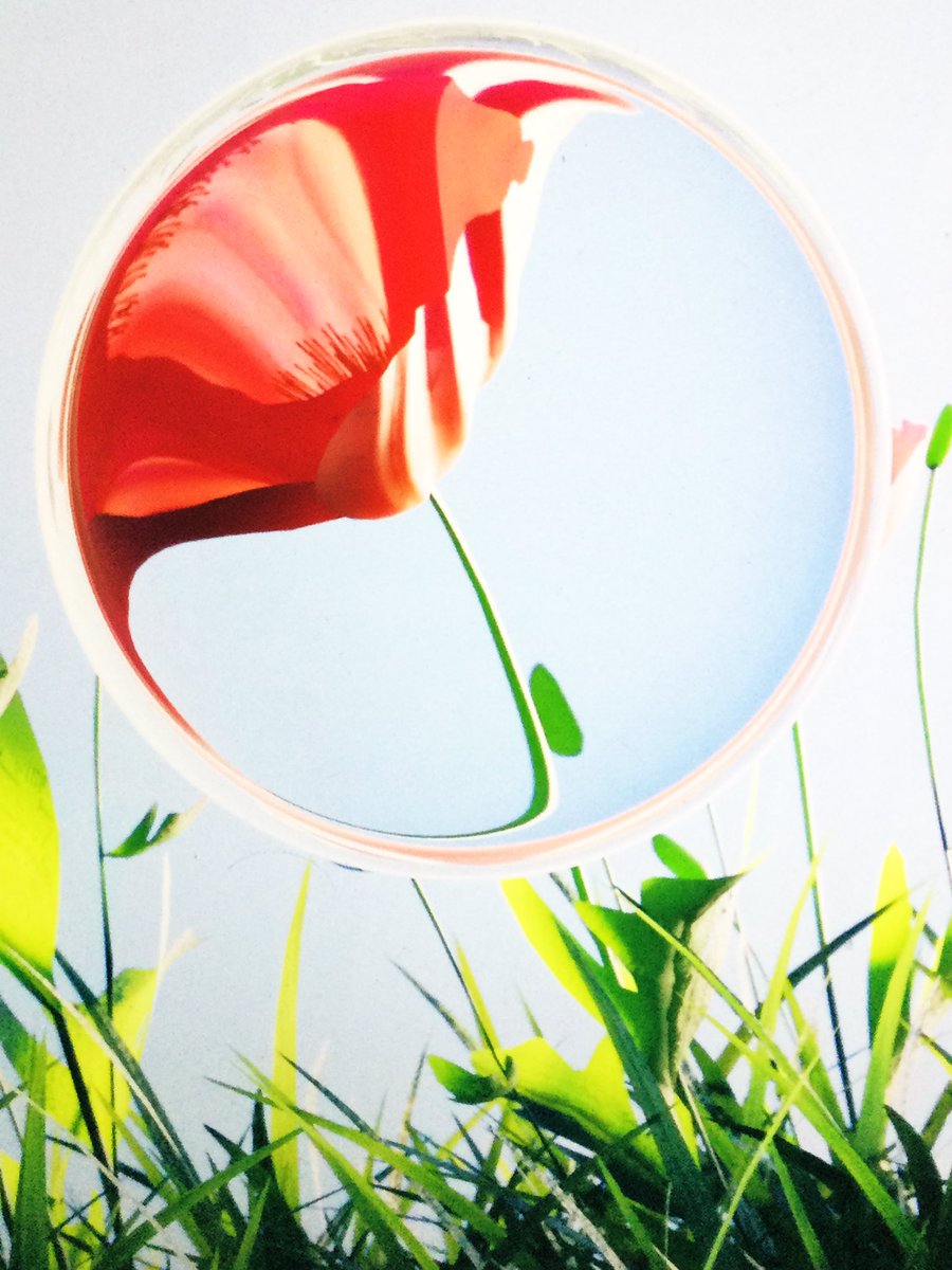 花✻*🌸ꕤ*🌼˸*⋆。✻*˸🍀ꕤ🍀*˸*⋆。の

          #ネオン(音々) #バージョンアップしました(*^^*)①