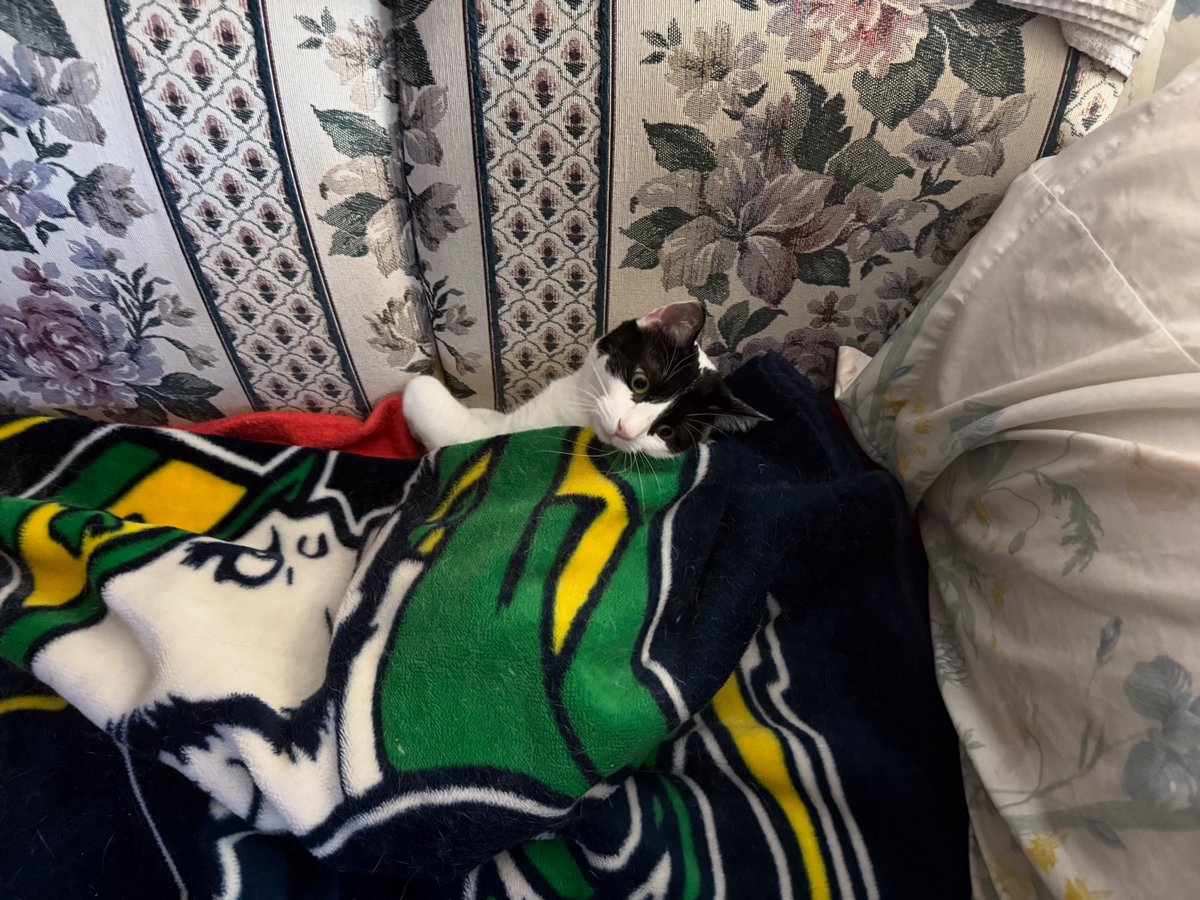 Bell Moo spoiled much? She’s ready for the big game Saturday! Yes she gets under the blankets like that. Such a smart girl.❤️