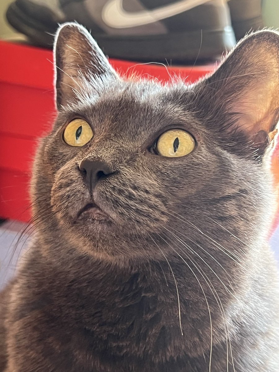 A Cat Named Bitches tweet media