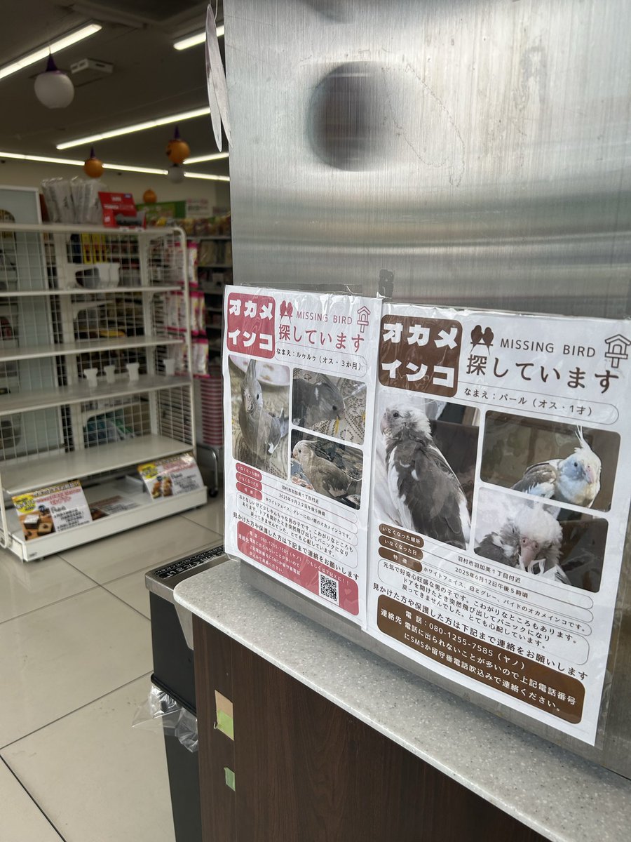 tomomope's tweet photo. どんどん寒くなってきて‥パールくん、ルゥルゥくん‥どうしてるのかな‥（；＿；）
ポスター、２枚とも貼ってくださった親切な方々、拡散協力してくださってる方々、本当に感謝です‥(ノ_＜) https://t.co/MR7hbfFvUM