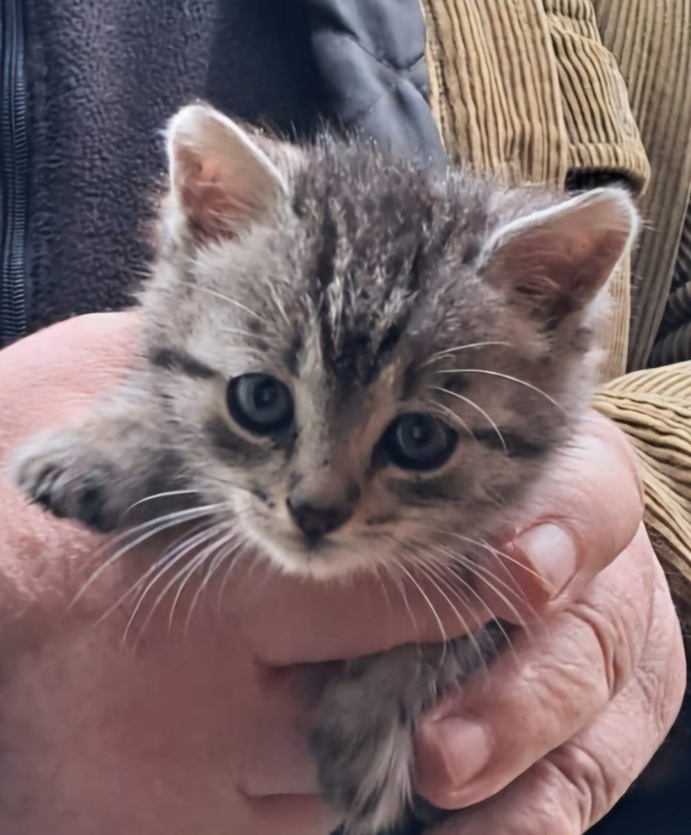 ‼️SOS‼️GRZECZNOŚCIOWO:"Kochani bardzo potrzebuje pomocy. 
Roześlijcie wici! 
Malutki wiejski kotek potrzebuje domu. Kocurek. Miły, łazi na kolanka.
Jego ludzie do mieszkania nie wpuszcza. Nie przetrwa zimy pod Białymstokiem. A szkoda. 
Dowiozę nawet na drugi koniec Polski"