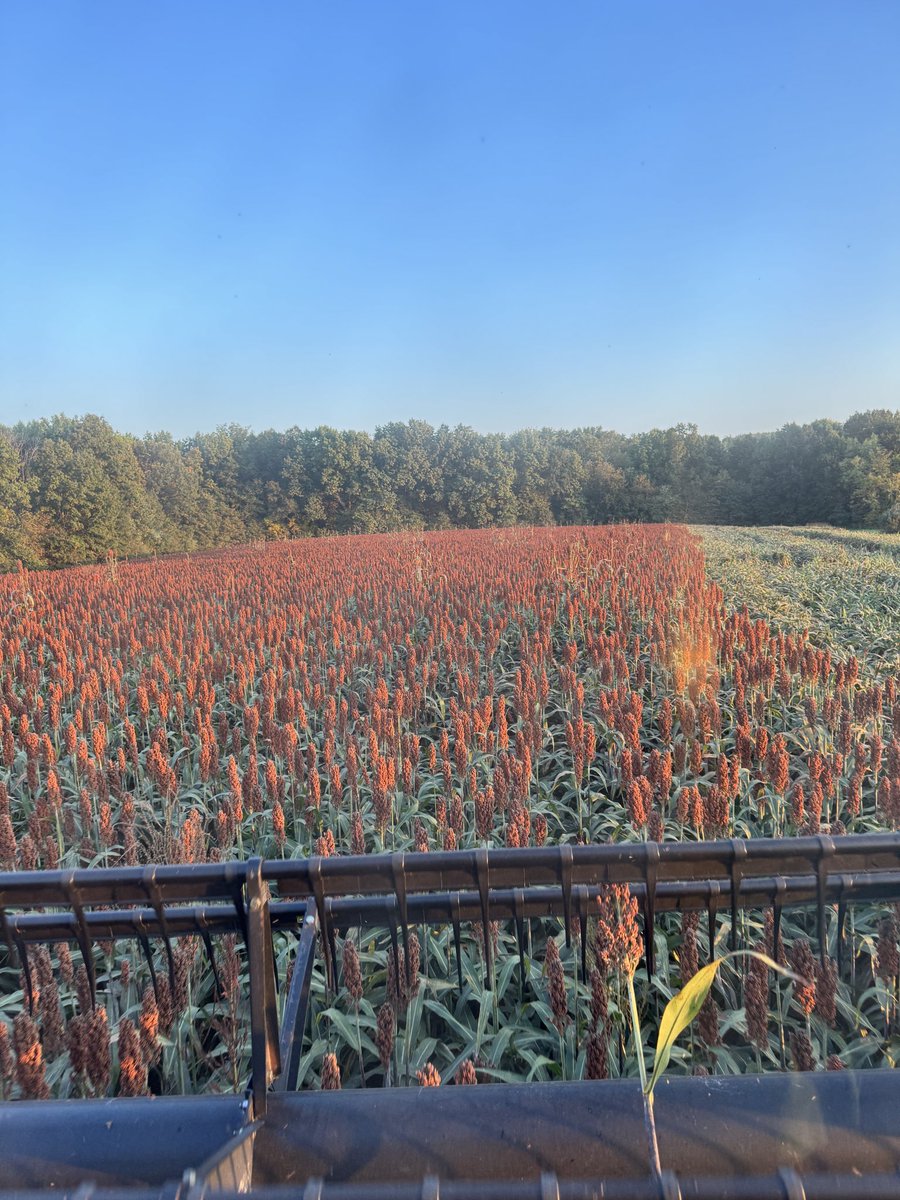 Anybody out there put hotwire on itch berries and winter graze it? 

I really enjoy harvesting this stuff! First time growing it. 

It’s not walking through the field and combining that’s itchy, it’s the dust when you’re dumping into bins that’s miserable