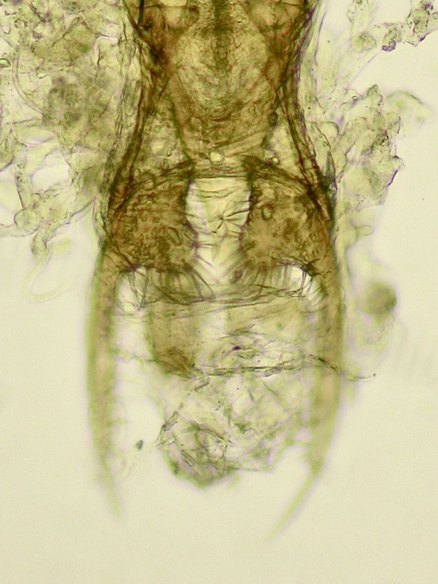 Viabledanimushi's tweet photo. 宝塚市内の河原で採れたミツモンセマルヒラタムシ Psammoecus trimaculatus 
この仲間は、雄交尾器を見れば同定できるという文献があるので持ち帰り率高めです。 https://t.co/hnxF5dKwQq