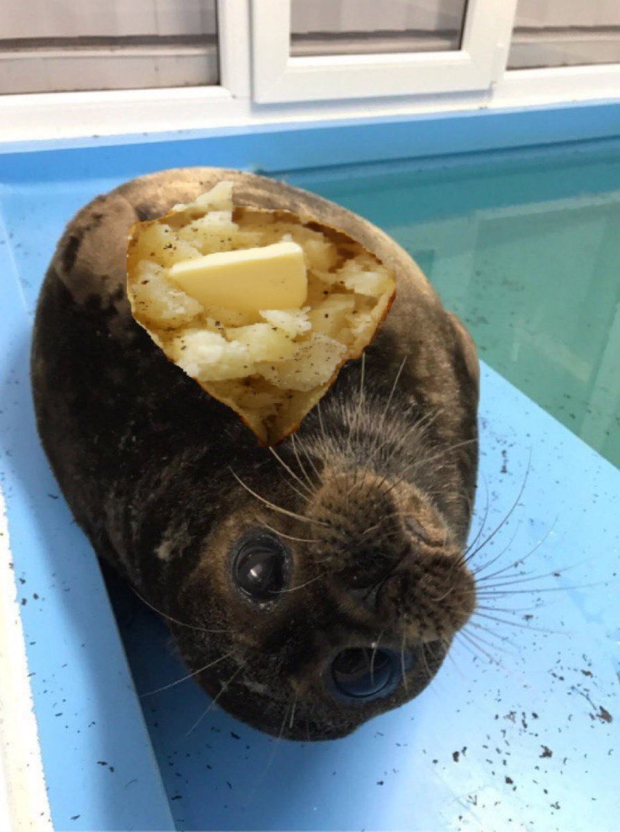 gitmircd's tweet image. the next billion dollar animal memecoin will be a: