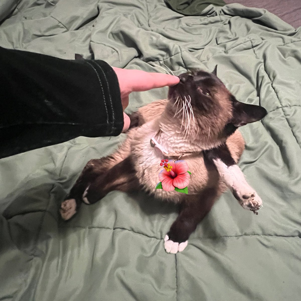 walkupkitties's tweet image. is this thing broken