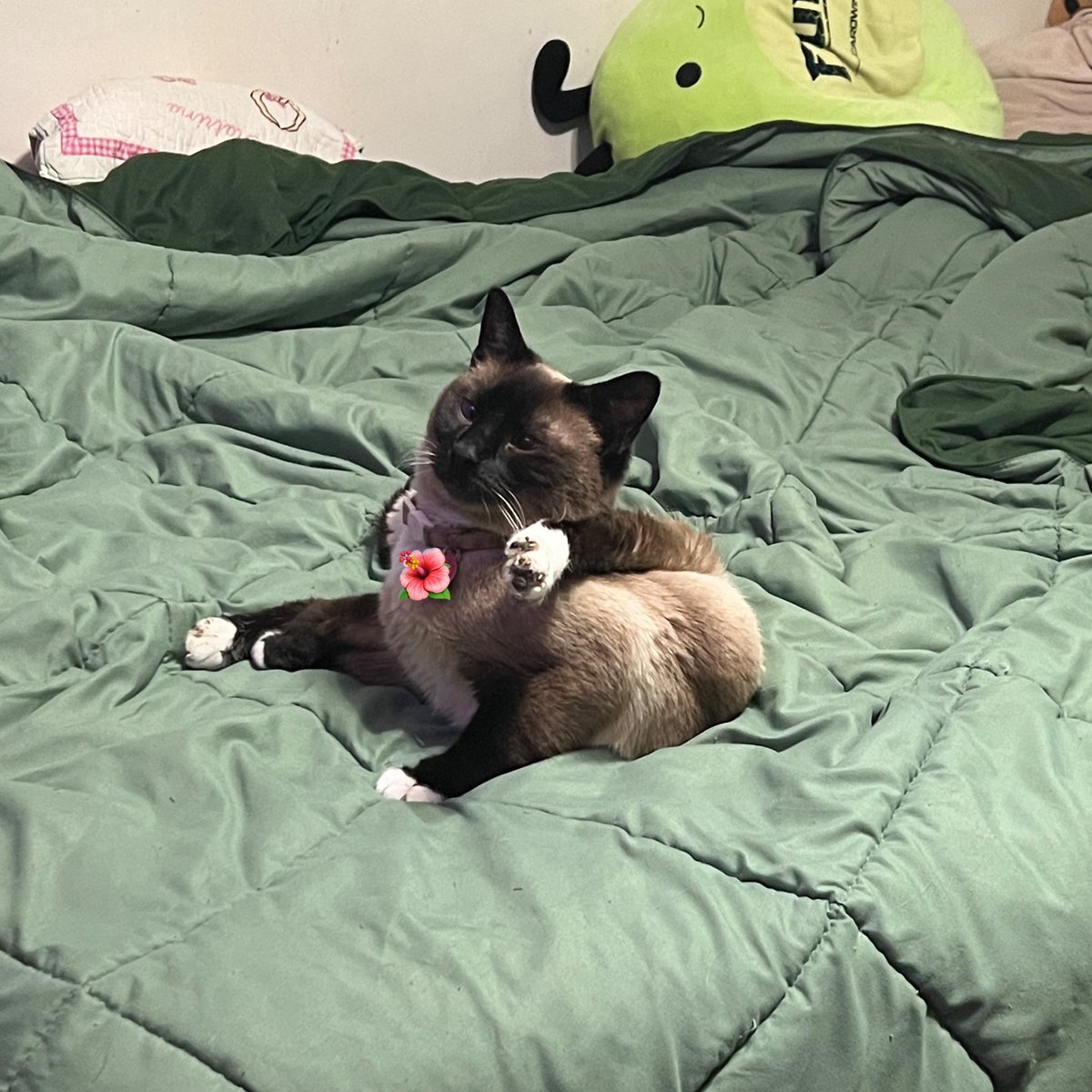 walkupkitties's tweet image. is this thing broken