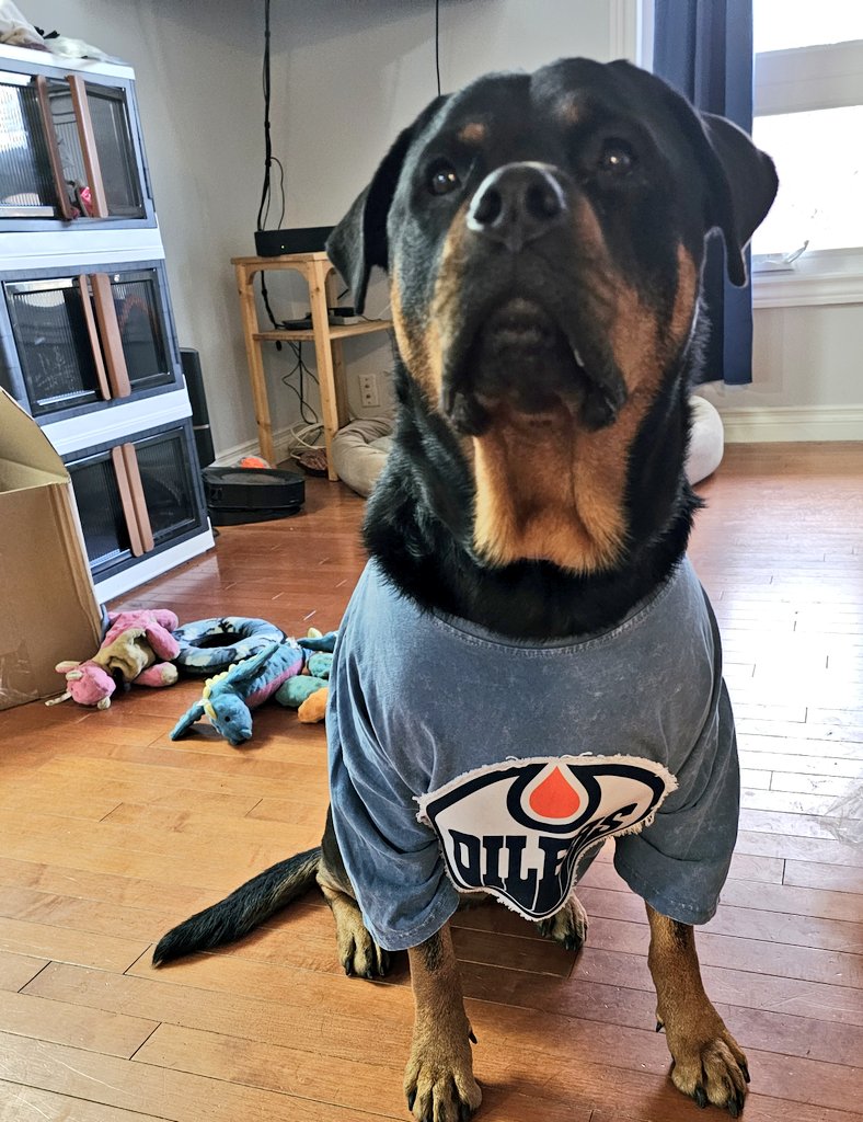 Team Servicerottie🇨🇦🐕🦺🦽 (@servicerotties) on Twitter photo It's almost game time and tonight my <a href="/EdmontonOilers/">Edmonton Oilers</a> take on the <a href="/NYIslanders/">New York Islanders</a>. I'm predicting a 4-2 #Oiler win! 
And the big news... Tonight's goaltreats are meatballs! I'm excited! 
#LetsGoOilers It's almost game time and tonight my <a href="/EdmontonOilers/">Edmonton Oilers</a> take on the <a href="/NYIslanders/">New York Islanders</a>. I'm predicting a 4-2 #Oiler win! 
And the big news... Tonight's goaltreats are meatballs! I'm excited! 
#LetsGoOilers