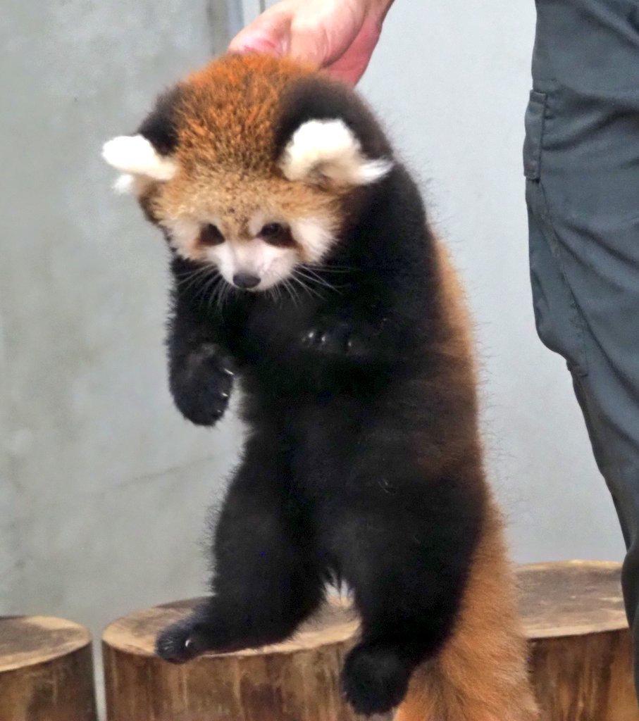 べビパン公開記念祭〜公開練習編
運ばれっさー　そのいち

2025.10.5

#レッサーパンダ
#redpanda
#日本平動物園
#レッサーパンダの赤ちゃん
#名前はまだない