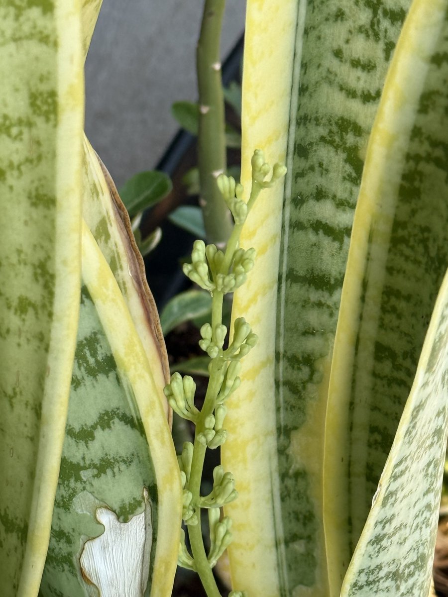 Charlie_462's tweet photo. Wow - the snake plant is going to flower. So excited - have had them for years and never seen the flower. 🌺 https://t.co/qBiDCgHhcz