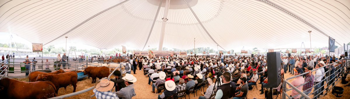 🐄🐮🐂 En Durango ya está en marcha el programa para producir carne de calidad.
Con el apoyo del Gobierno Federal y del subsecretario de SADER, Leonel Efraín Cota Montaño, logramos que nuestras ganaderas y ganaderos paguen solo la mitad del costo por semental.
🔸 Se entregarán