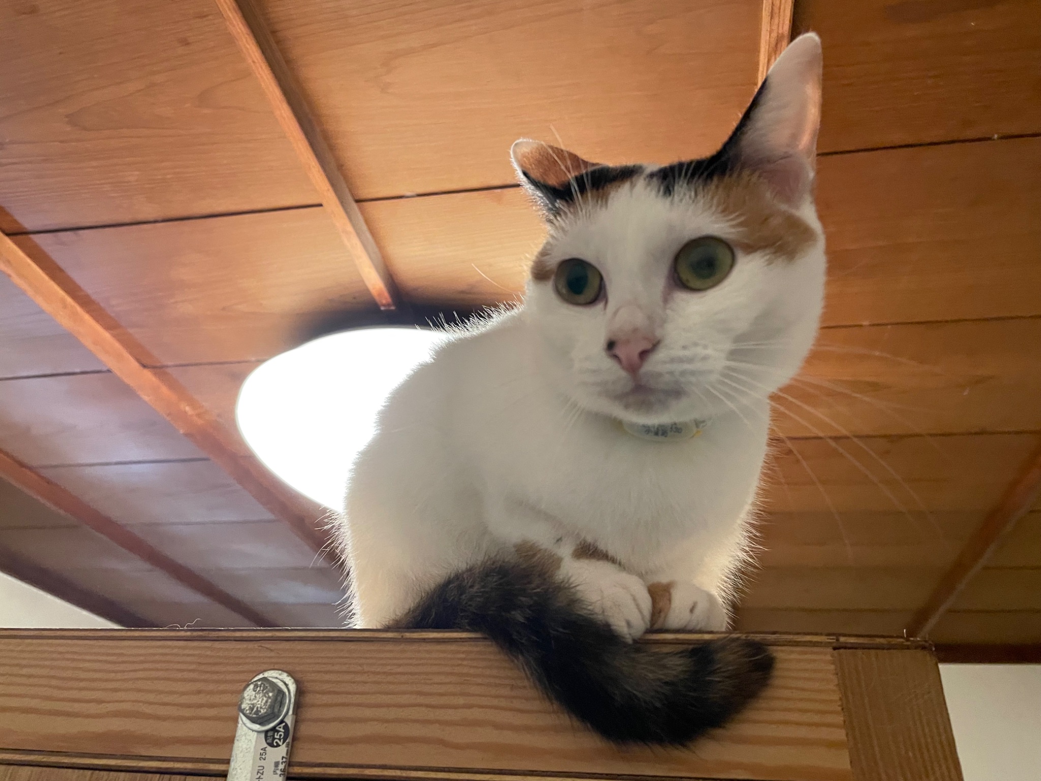 にゃん にゃんちくだいすきくらぶ on X: 