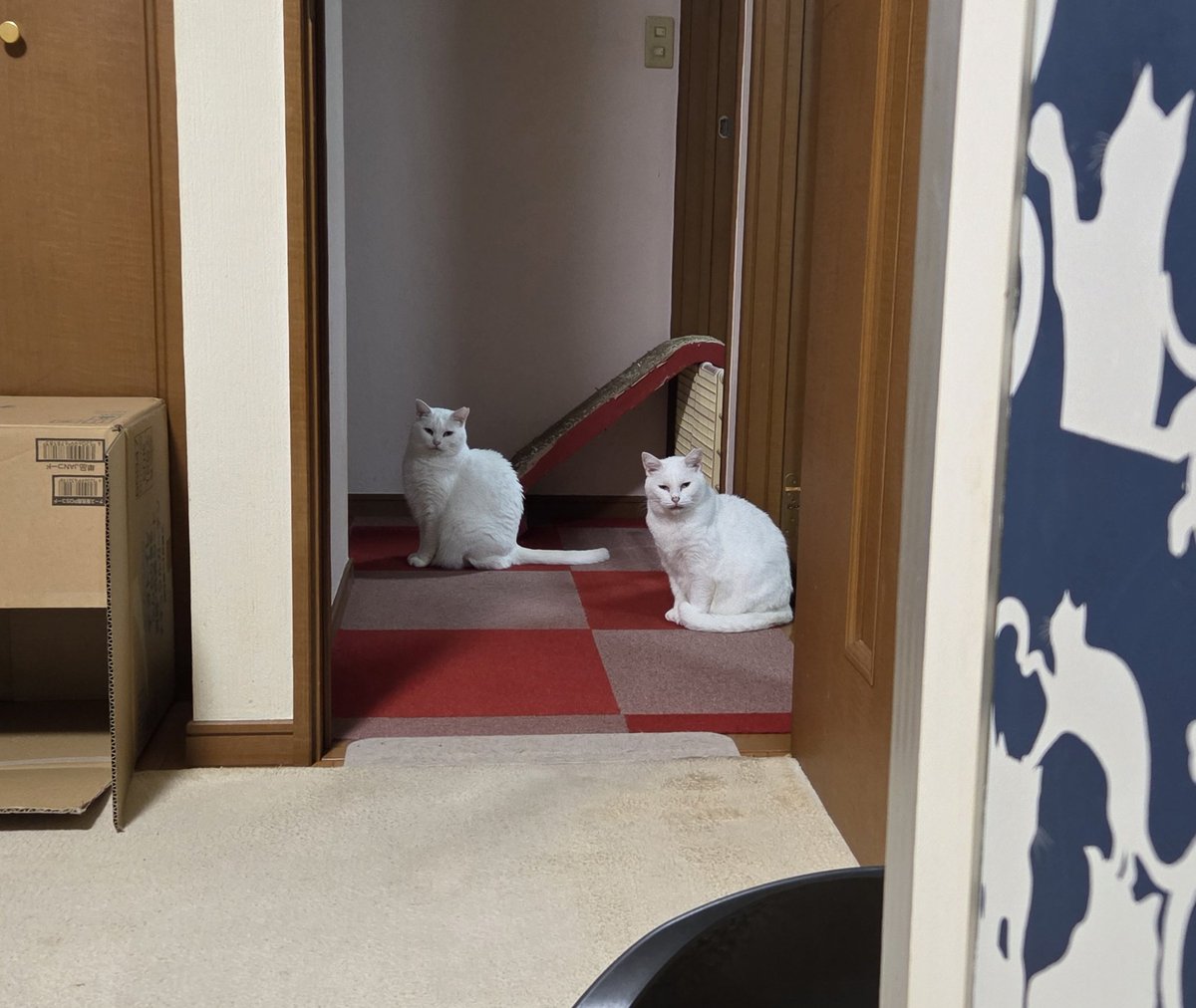 ちったん (@NYANMARUKE) / Posts / X