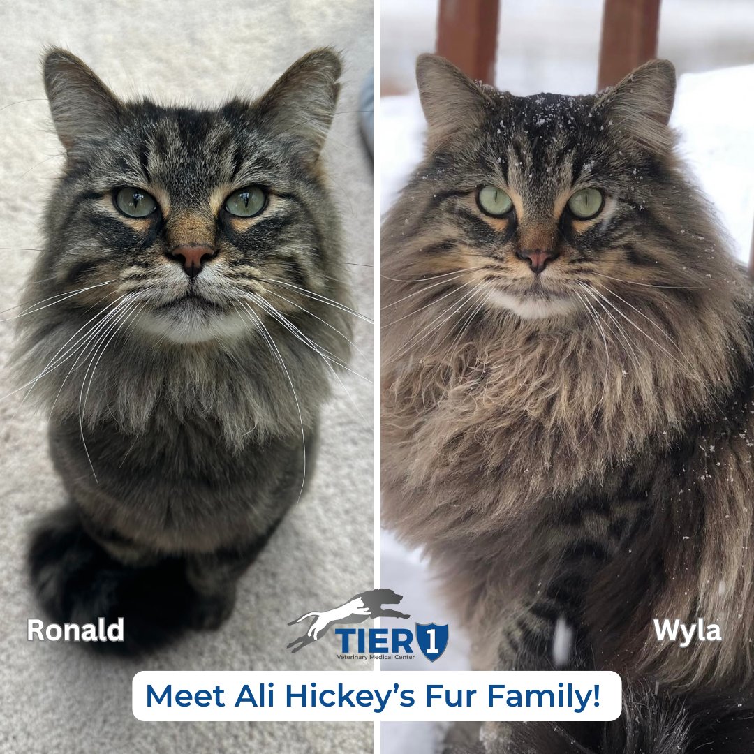 Tier1VetMed's tweet photo. Ronald and Wyla keep Ali Hickey on her toes at home and remind her every day why she does what she loves 💙

Ali is one of the many dedicated veterinary technicians who bring skill, compassion, and care to every patient here at Tier 1 Vet.

#VetTechAppreciationWeek https://t.co/605cnCPaxS