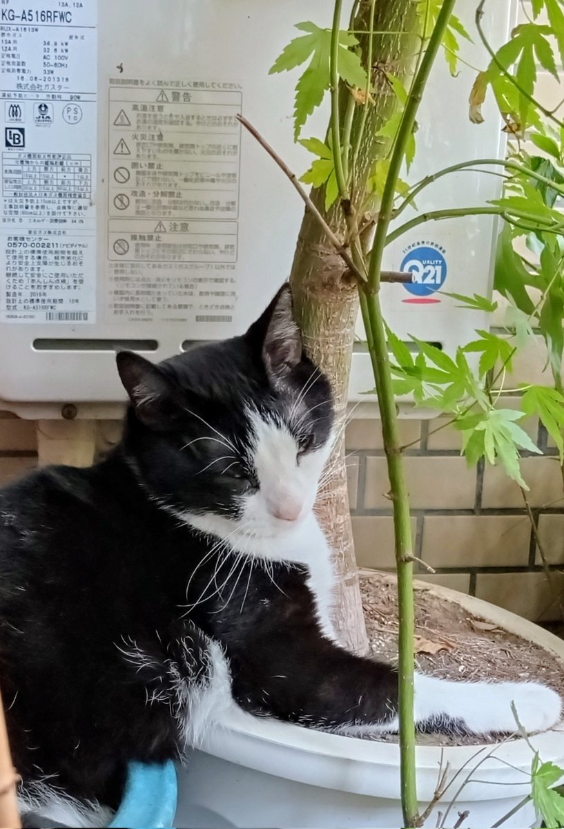 やっとの晴れ☀

秋風が流れていぃ感じ🎶
(=^・^=)
首、痛くないのかにゃ？🤣

みなさま
おはようさんです(≧∇≦)/
#ねこのいる暮らし𓏲𓎨 
#風は秋　#秋晴れ