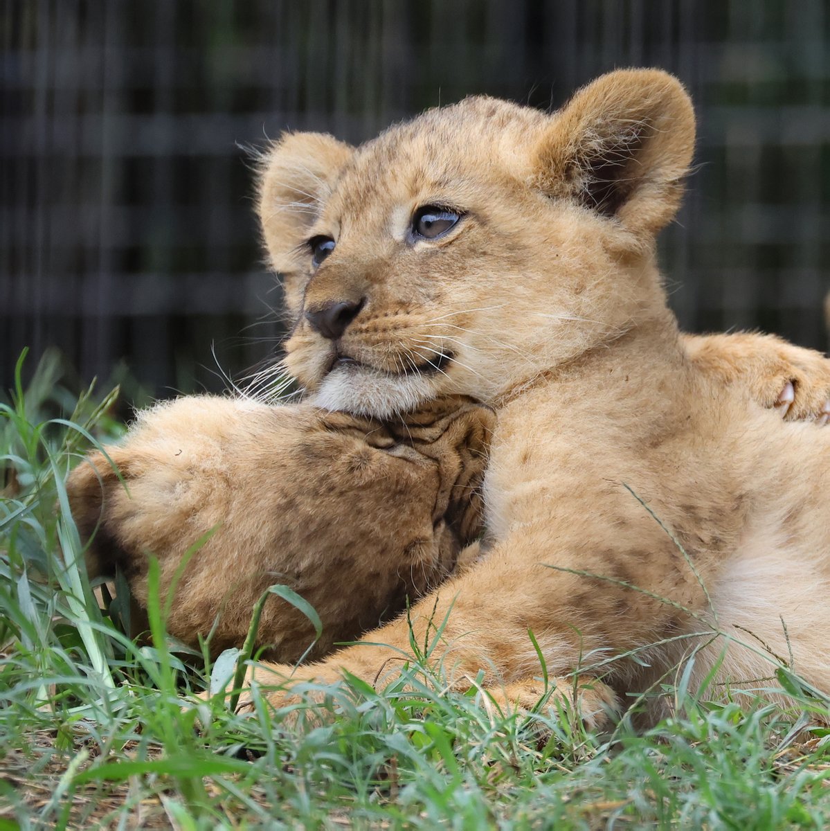 yoko (@yoko6121) / Posts / X