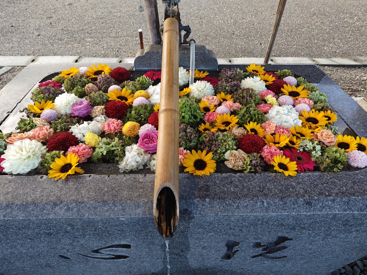 atsuga705kosabu's tweet image. 昨夜は警報が出る凄い雨でした😓
今朝は、なんとか⏰️早朝ウォーキング🚶‍♀️気温は12℃とあまり低くなかったので、よかった〜😂
神社では鹿🦌さんにもリス🐿️さんにも会えなかった🥲あんな大雨の時は、どこにいるのかな？🥺
#雨上がりの夜明けに
#WindWorks
#加藤大輝作曲
youtu.be/HWjuo9F9tR4?si…