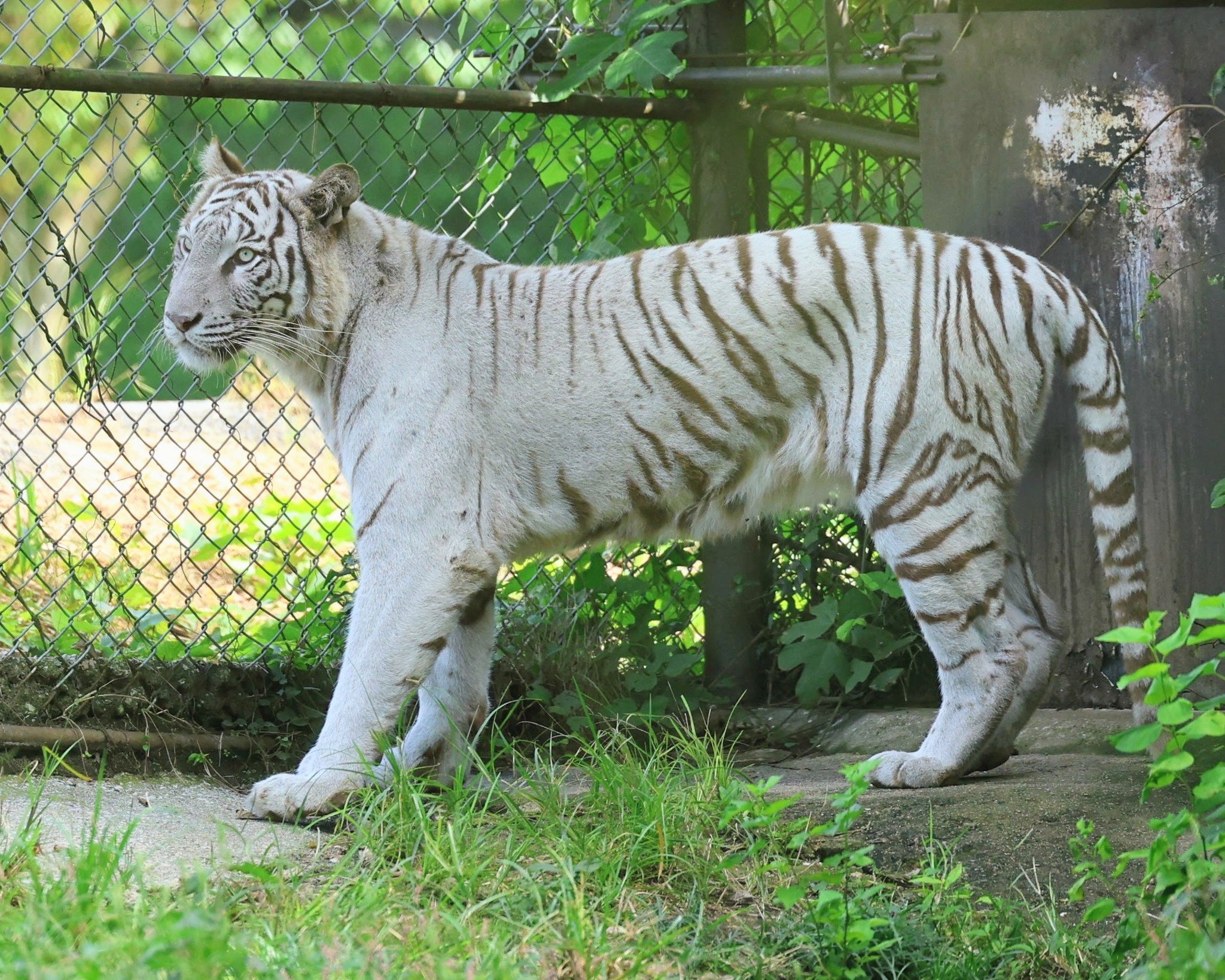 【調整中】ジブリ感ある可愛い見た目！ぽってり幹！アラビカ半島の珍種植物 調整中】ジブリ感ある可愛い見た目！ぽってり幹！アラビカ半島の珍