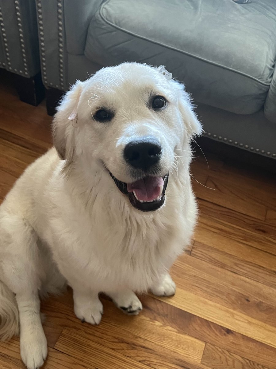 omilktea_'s tweet image. ★ Day 2 of #moothunt &amp;amp; friends! (˵ •̀ ᴗ •́ ˵ )

♡ 21 (04), she/her
♡ rblx, valorant, siege, fortnite, ow2, minecraft + more
♡ music: keshi, kpop, starfall, bixby.
♡ anime, video editing, gaming

♡ + ↻ to be moots!
#promotwt #moots #mootstwt