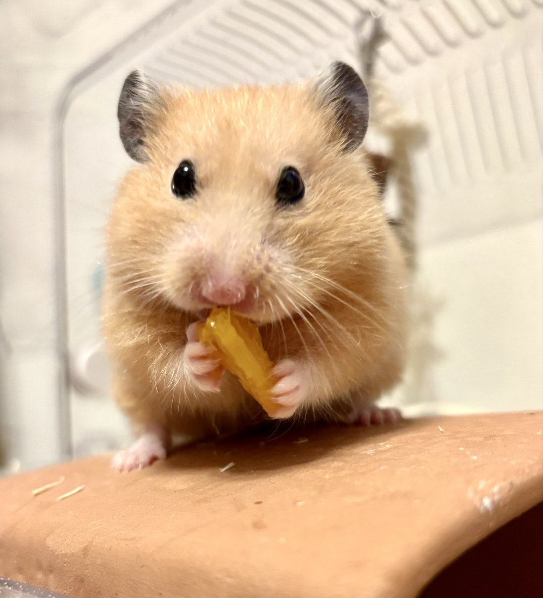 オレンジ🍊もらったでち〜🐹💕

#ハムスター
#キンクマハムスター