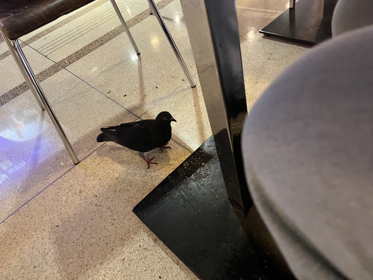 shout out to this pigeon at union station hes my favorite