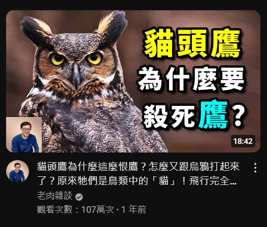 為什麼貓頭鷹又跟烏鴉打起來了