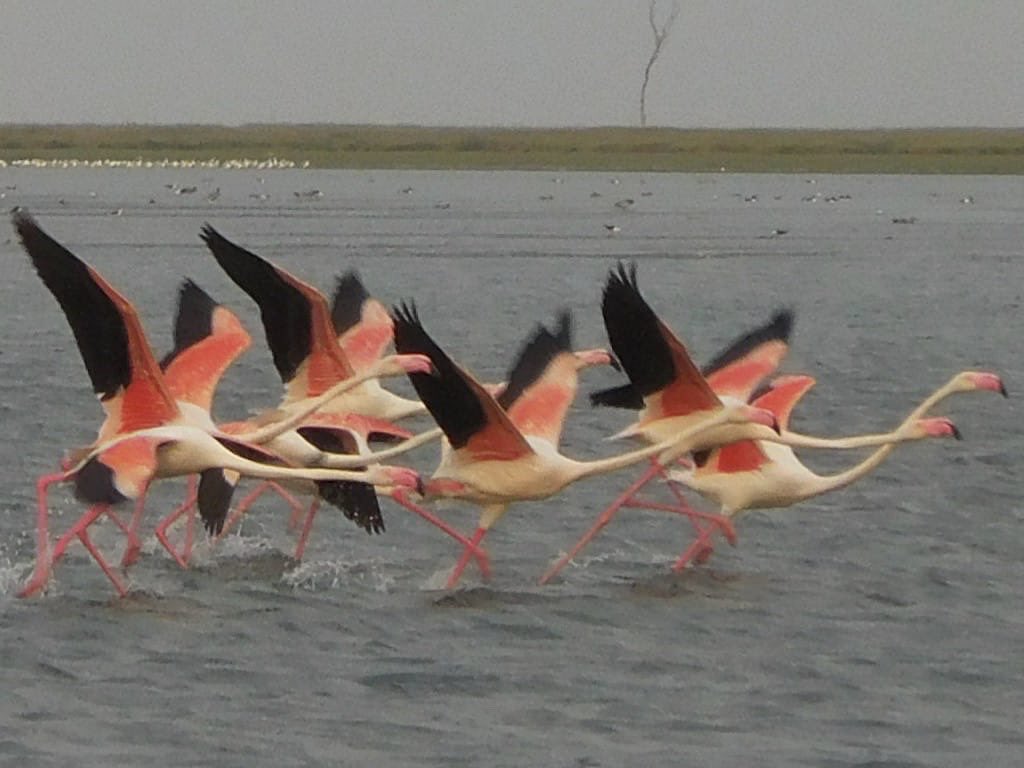 manas_muduli's tweet image. The skies of Chilika Lake are alive again!

Migratory birds have started arriving at Chilika Lake, Asia’s largest brackish water lagoon, with 67 species spotted so far. 

Every year, over 1 million migratory birds visit Chilika. 

#Odisha #Chilika #MigratoryBirds